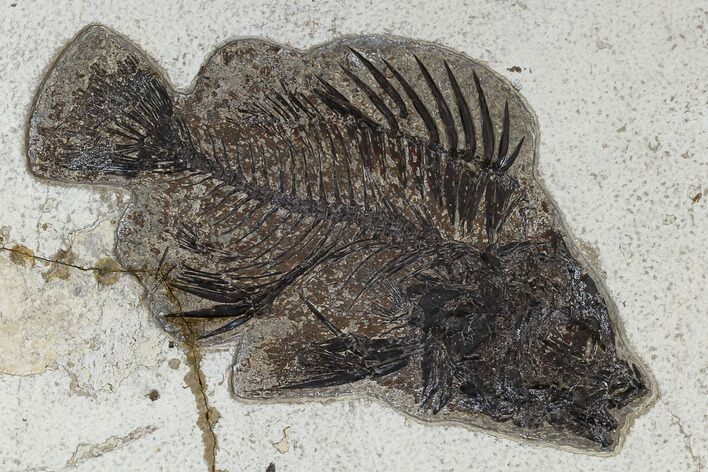 Bargain, Fossil Fish (Priscacara) - Green River Formation #117145